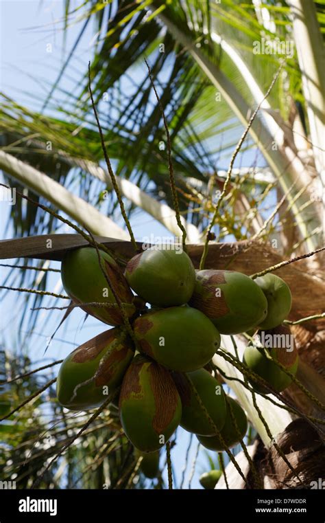 Bunch Of Young Coconuts On The Trees Hi Res Stock Photography And