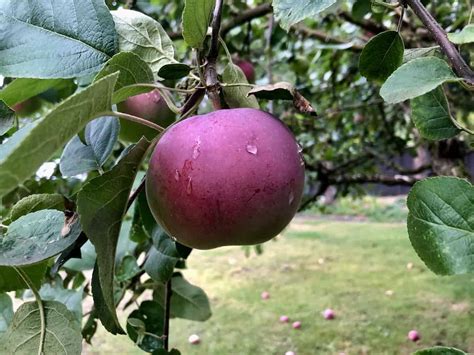 Mcintosh Apples A Sweet Tart Heritage Variety