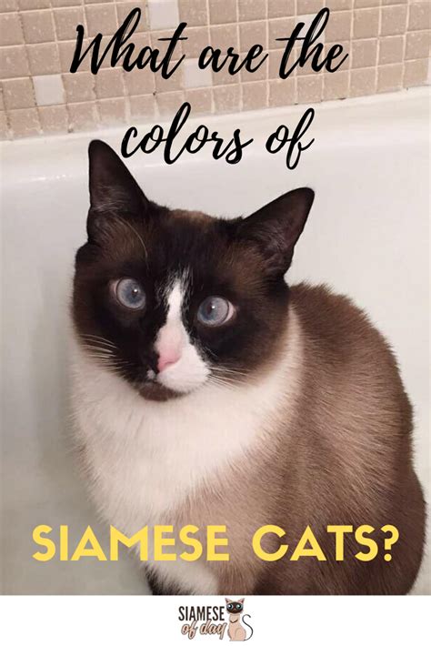 Siamese Cat Colors Chart Fascinating Facts Siamese Of Day Siamese