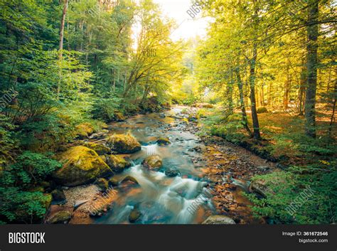 Amazing Forest Nature Image And Photo Free Trial Bigstock