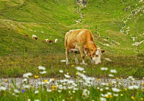 Herd Of Brown Cows Grazing On Fresh Green Mountain Pastures On The