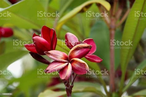 Old And Pale Red Frangipanis Flower Stock Photo Download Image Now