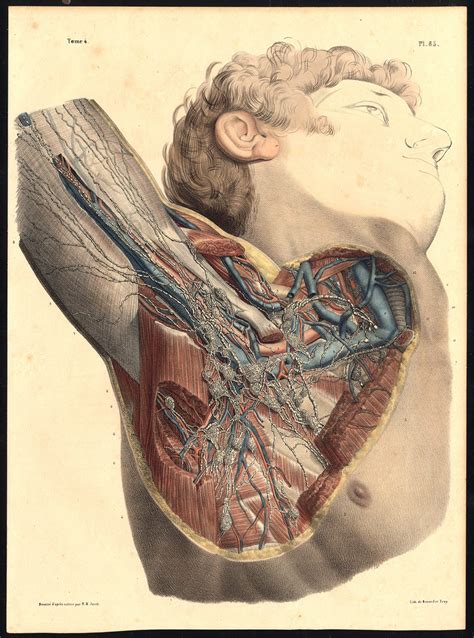 Original Anatomy Print Lymphatic Vessel Ganglion Armpit Arm Pl 85