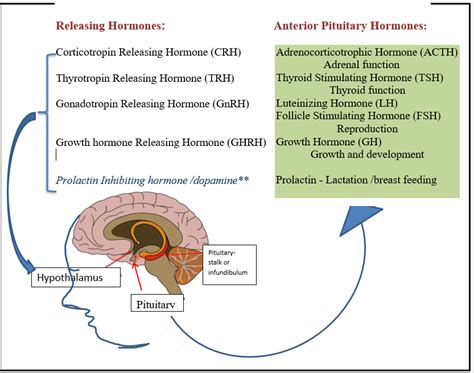 Hypothalamus And Pituitary Gland Wapo