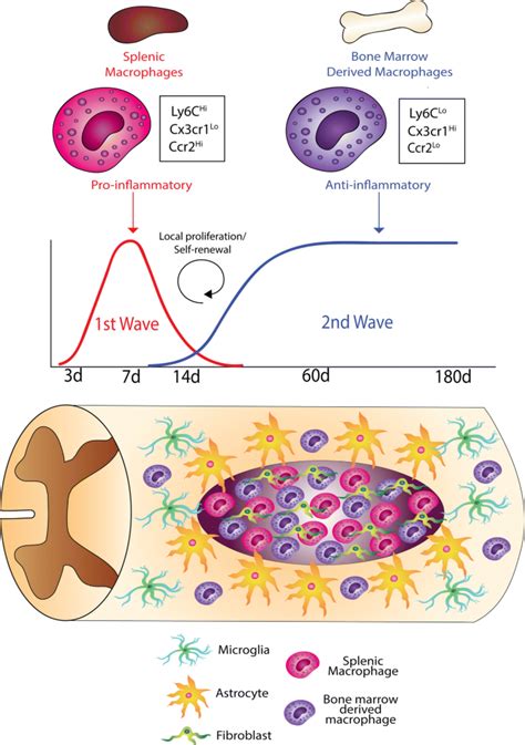 Correction To The Origin Fate And Contribution Of Macrophages To Spinal Cord Injury Pathology