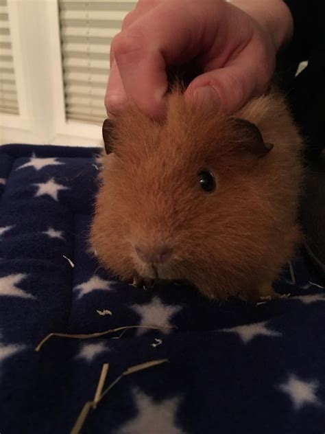 2 Male Guinea Pigs 16 Weeks Old In Hucclecote Gloucestershire
