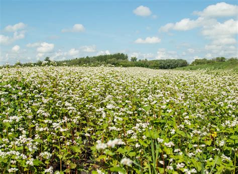 Buckwheat Advance Cover Crops