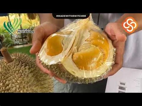 .durian.b.musang king, aaa durian.super xo, durian.d 24 durian.butter susu durian.hitam durian.kampung black thron durian ochee ochee, durian duri hitam, d200, black thorn, durian paling mahal, durian, the best durian, ochee vs musang king, duriotourism, malaysia. Kenali Varieti Durian KLon D168 (Hjh Asma /IOI) , D197 ...