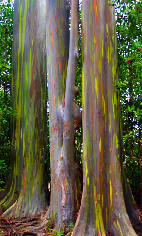Rainbow Eucalyptus Trees Photograph By Debra Casey