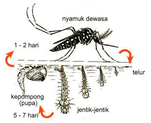 Maybe you would like to learn more about one of these? Daur Hidup Nyamuk dan Penjelasannya - DosenBiologi.com