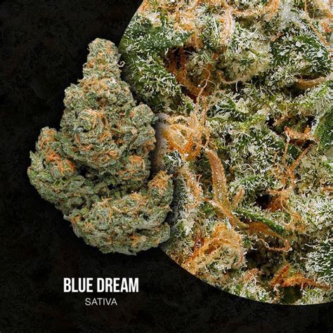 Blue Dream Weed Strain