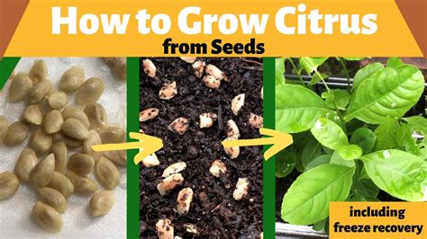 How To Grow Citrus From Seeds Two Methods And Freeze Recovery Youtube