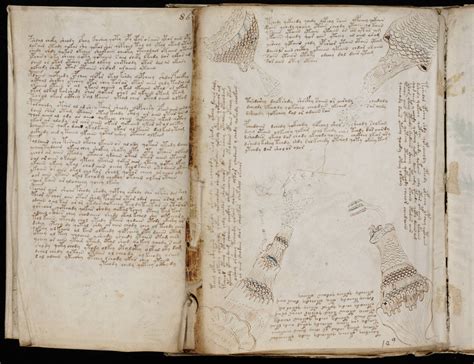 Curiosidades De La Vida Y La Historia El Manuscrito Voynich El Libro