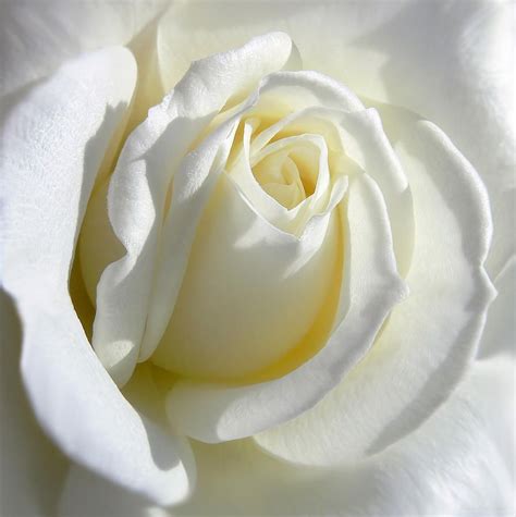 Luminous Ivory Rose Photograph By Jennie Marie Schell Beautiful Rose