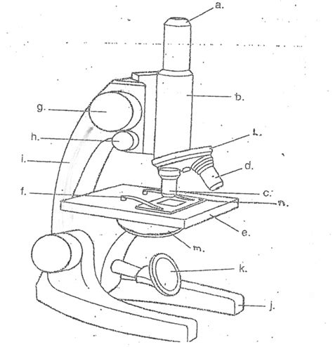 The Compound Microscope Diagram Quizlet