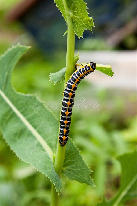 Beautiful Black And Yellow Caterpillar Creeps On A Green Branch Stock