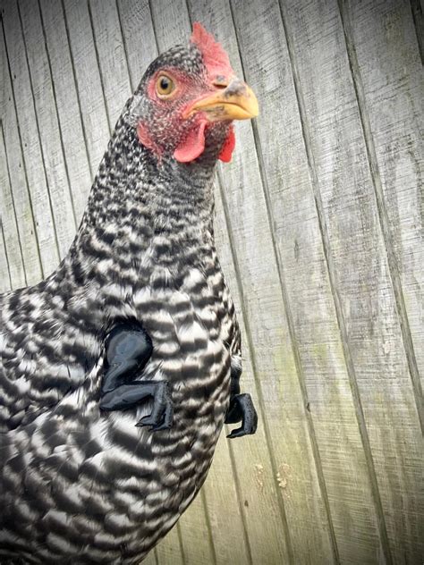 We did not find results for: You Can Now Get Tiny T-Rex Arms For Your Chickens | Home ...