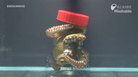 this octopus escape artist proves octopuses are smarter than we think mashable