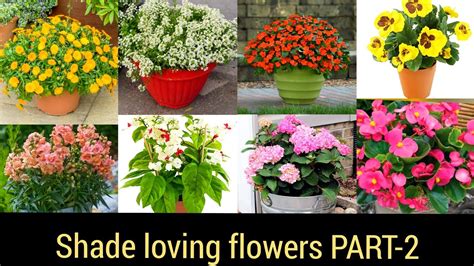 Pothos is a genus of flowering plants in the family araceae (tribe potheae). Top Indoor flower plants, Shade loving flowering plants ...