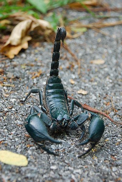 All Animals Heterometrus Spinifer Giant Forest Scorpion