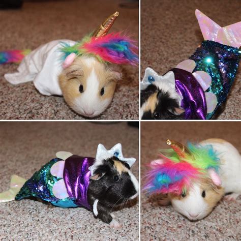 Petsmart Guinea Pig Costumes Youre Welcome Guineapigs