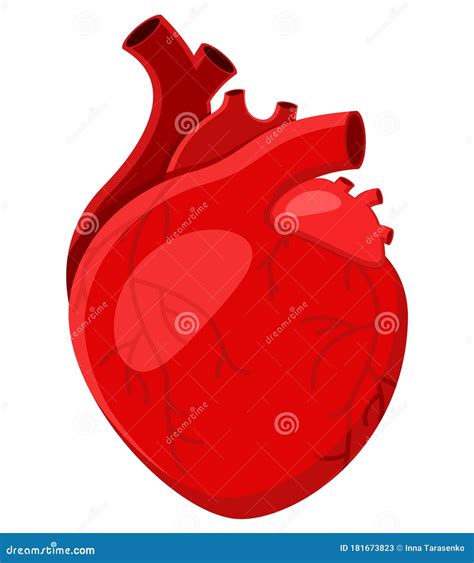 Real Human Heart Close Up On White Background Stock Illustration