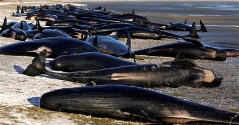 477 Whales Die In Heartbreaking New Zealand Strandings World