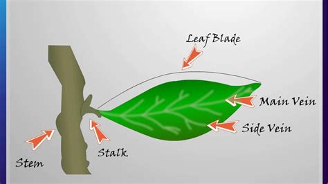 In legumes leafbase become broad and swollen which is known as pulvinus. Science - Plants our Green Friends Part 2 - Leaf and its ...
