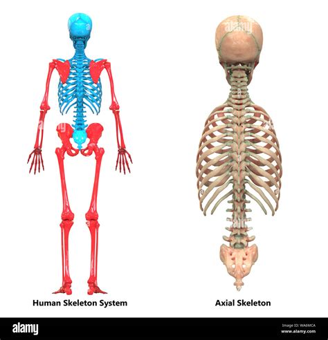 Skeletal System Labeled Axial And Appendicular