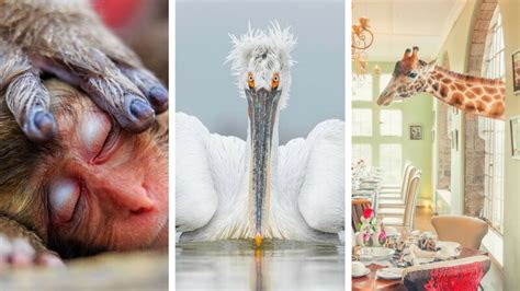 Here Are The 25 Wildlife Photos That Are Up For The 2016 Peoples