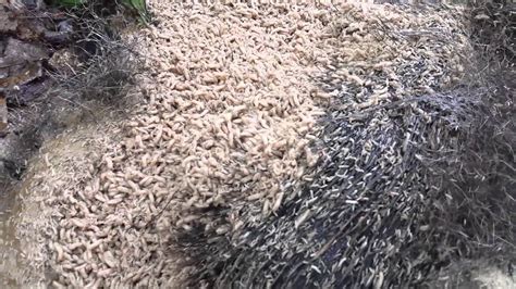 Maggots Feeding On A Dead Animal Youtube