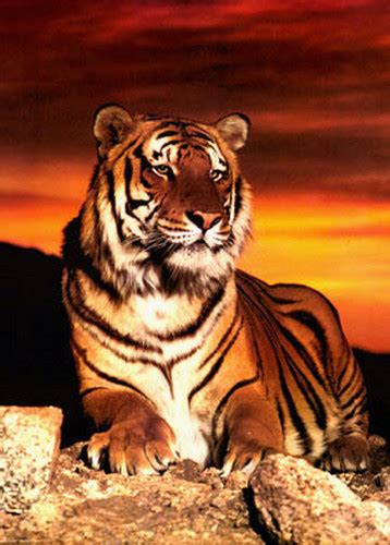 Tiger Tigerclan Photo 34588170 Fanpop