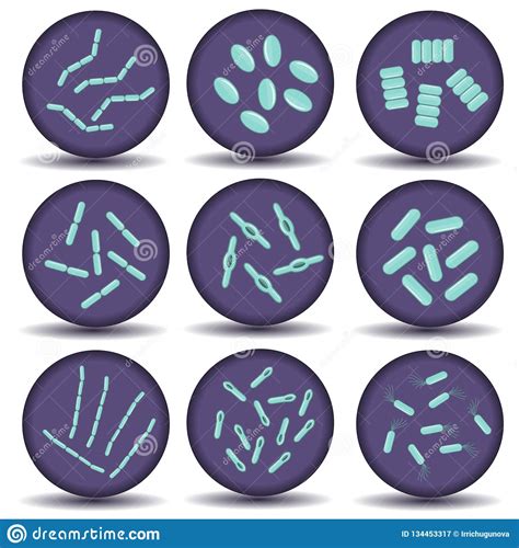Arrangements Of Green Bacillus Bacteria Stock Vector Illustration Of
