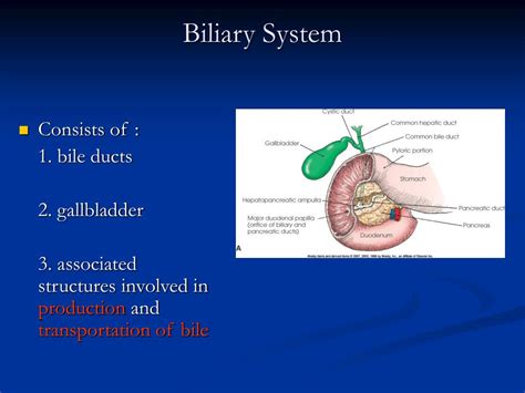 Ppt Digestive System Liver And Biliary Tract Powerpoint Presentation