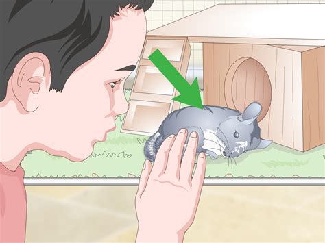5 Ways To Care For Chinchillas Wikihow