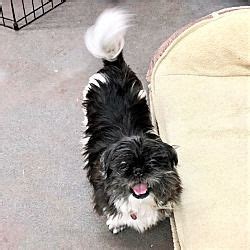 You will need to prepare these items the moment you have decided to have. Seattle, Washington - Shih Tzu. Meet Shay, a for adoption ...