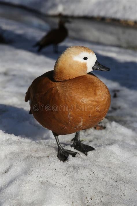 Portrait Of A Duck In The Snow In Winter Stock Image Image Of Feather