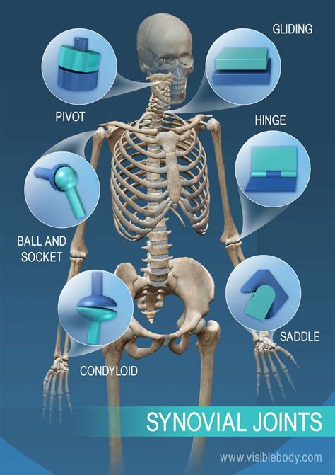 Types Of Synovial Joints