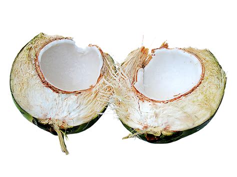 Coconutfruittropicalfree Pictures Free Photos Free Image From