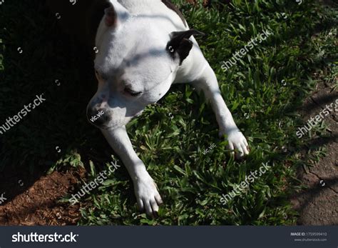 Pitbull Lying Down On Grass Stock Photo 1759599410 Shutterstock