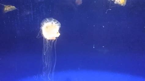 Lion Mane Jellyfish Babies Youtube