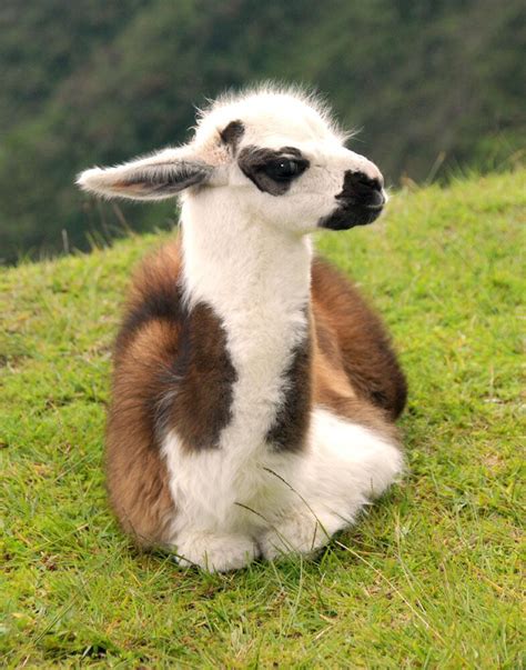 A Brown And White Llama Sitting In The Grass