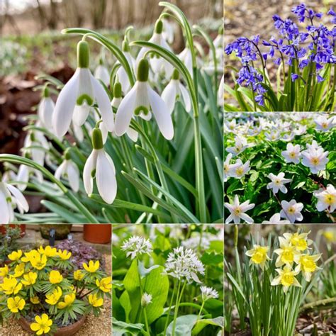 150 X Woodland Bulbs Collection Early Mid Late Spring Flowering Bulbs