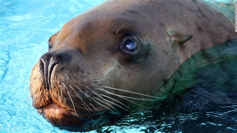 Animals that are no longer endangered species