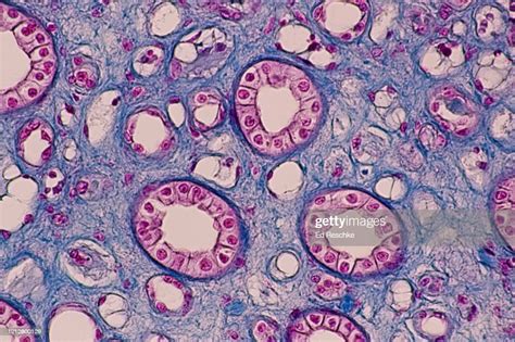 Collecting Ducts In The Human Kidneysimple Cuboidal Epithelium 100x