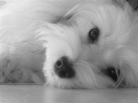 Find your new companion at nextdaypets.com. Black white photo of havanese wallpaper | Black and white ...