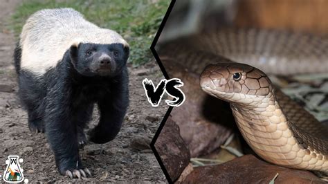 Honey Badger Vs King Cobra Who Will Win Youtube