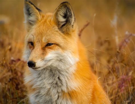 Red Fox Orange Fur Color Scheme Black