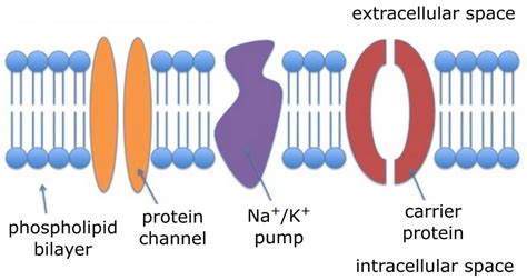 Simplified Drawing Of The Plasma Membrane 10 Download Scientific