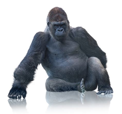 The Money Gorilla What What Does A Gorilla Have To Do With Making